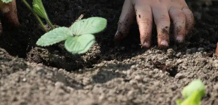 entretenir le sol de votre potager