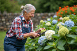 Femme taillant des fleurs fanées dans un jardin en été
