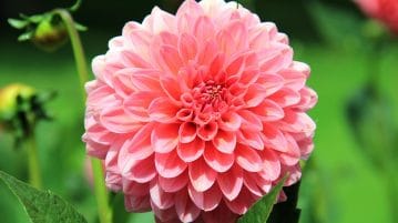 Quand planter le dahlia ?