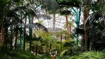 green palm trees inside greenhouse