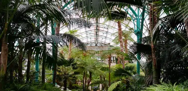 green palm trees inside greenhouse