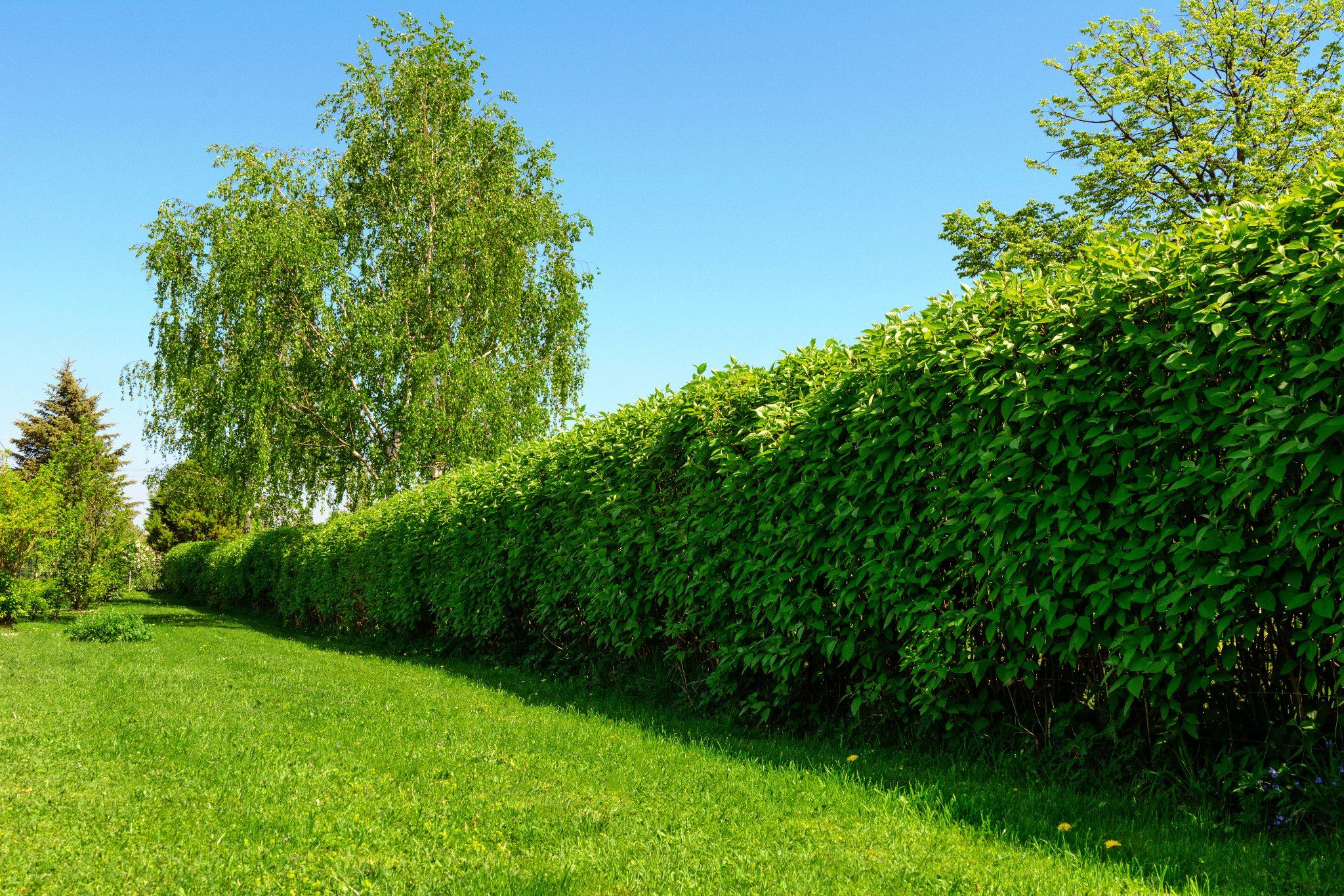 Nos conseils pour une haie réussie dans votre jardin