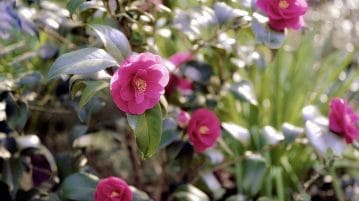 5 Idées de plantes pour un jardin japonais