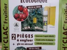 Quand traiter contre la mouche de l’olivier ?