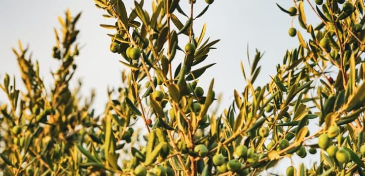 Quand traiter contre la mouche de l’olivier ?