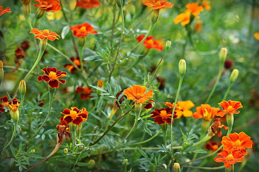 Quand semer l'oeillet d'Inde ? Une Fleur Un Jardin Quand semer l'oeillet d'Inde ? Une Fleur Un Jardin