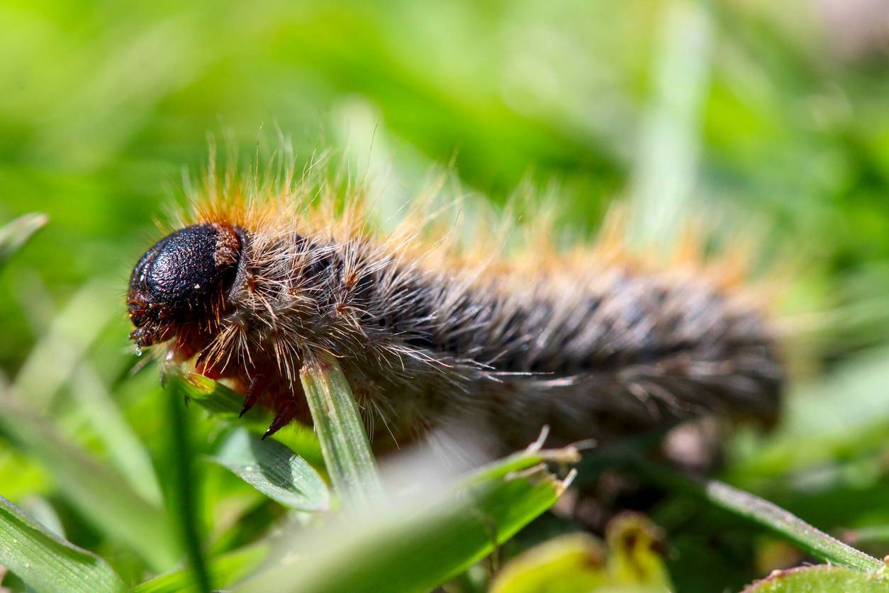 piège chenille processionnaire du pin