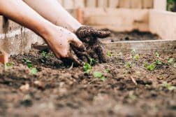 Que mettre dans son carré potager ?