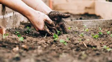 Que mettre dans son carré potager ?