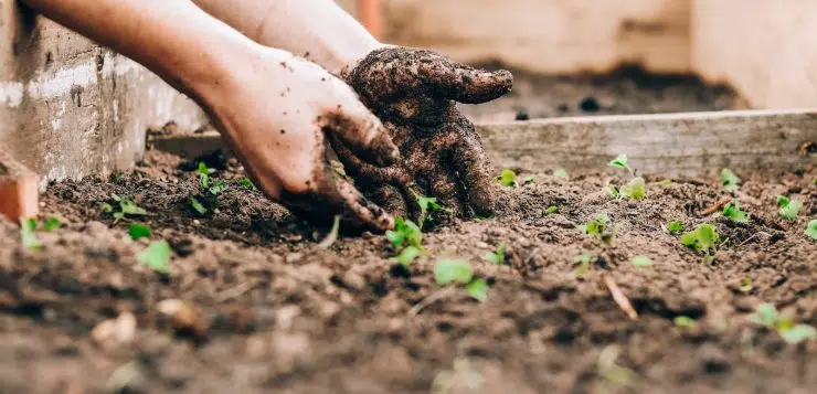 Que mettre dans son carré potager ?