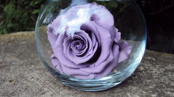 Incroyable : des roses qui ne fanent pas