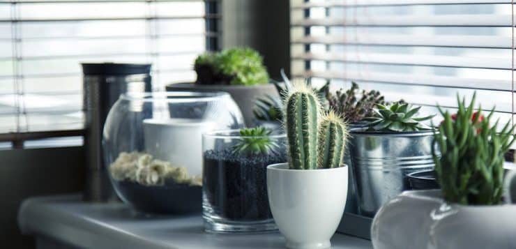 Tout savoir sur la culture hydroponique pour les jardiniers d’intérieur